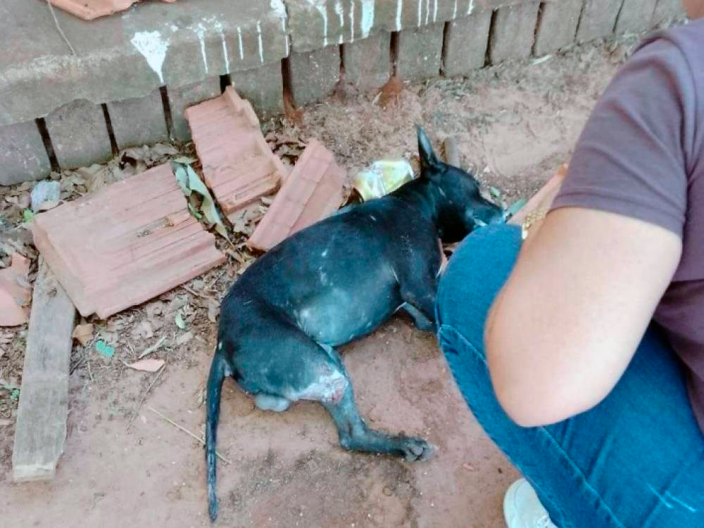 Animal teve uma das patas amputadas e precisou ser sacrificado (Foto: Divulgação)